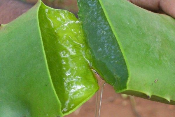Aloe-Vera_4