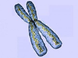 cromosoma x