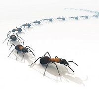 Come allontanare le formiche da casa con rimedi naturali, senza ... Eliminare formiche in casa