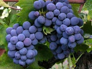 l'uva benefici