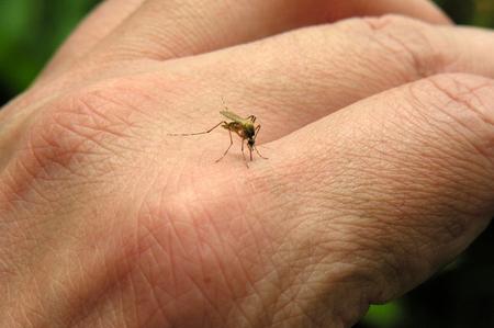 miti da sfatare punture zanzare