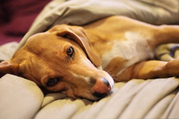Se il vostro cane dorme nel letto quando non ci siete vi sta dicendo qualcosa…Capiamo il suo linguaggio Se il vostro cane dorme nel letto quando non ci siete vi sta dicendo qualcosa…Capiamo il suo linguaggio