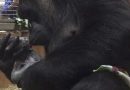 Il piccolo gorilla è appena nato e la mamma non riesce a smettere di baciarlo: il video e le immagini tenerissime Il piccolo gorilla è appena nato e la mamma non riesce a smettere di baciarlo: il video e le immagini tenerissime