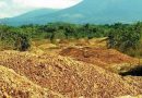 La fabbrica di succo di frutta ha gettato migliaia di bucce d’arancia in un’area deforestata. Guarda 16 anni dopo La fabbrica di succo di frutta ha gettato migliaia di bucce d’arancia in un’area deforestata. Guarda 16 anni dopo