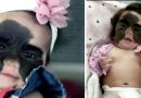 Gli utenti del web deridono questa povera bambina di 6 mesi nata con una strana malattia – Ha bisogno delle nostre difese Gli utenti del web deridono questa povera bambina di 6 mesi nata con una strana malattia – Ha bisogno delle nostre difese