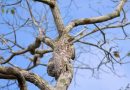 La sfida di oggi: Riesci a trovare l’uccello nascosto nella foto? La sfida di oggi: Riesci a trovare l’uccello nascosto nella foto?