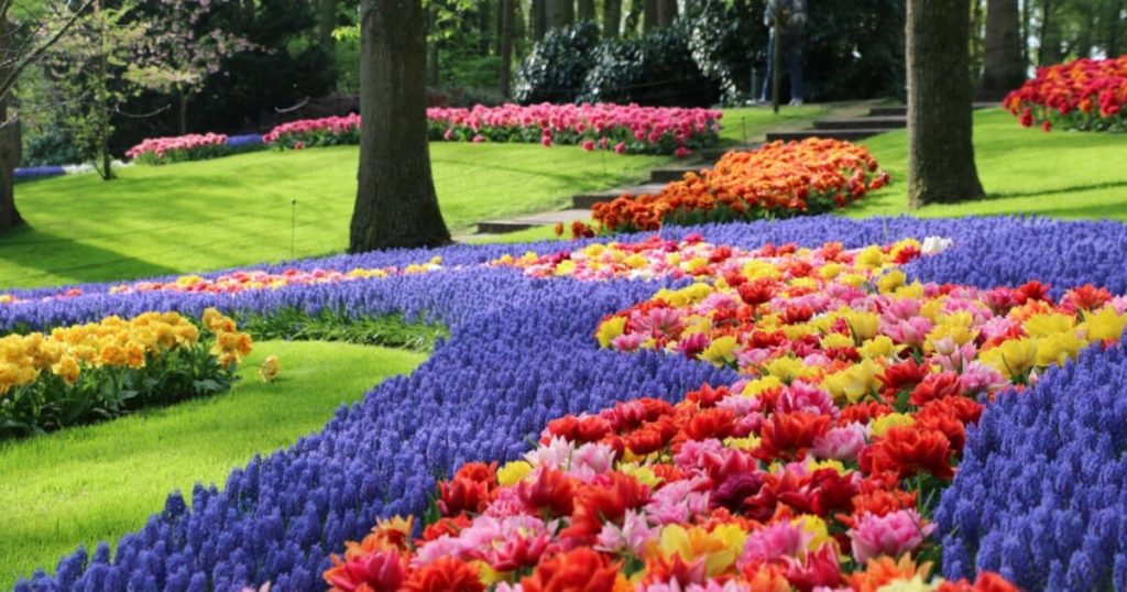 Il festival annuale dei tulipani in Olanda presenta 30 dei fiori più