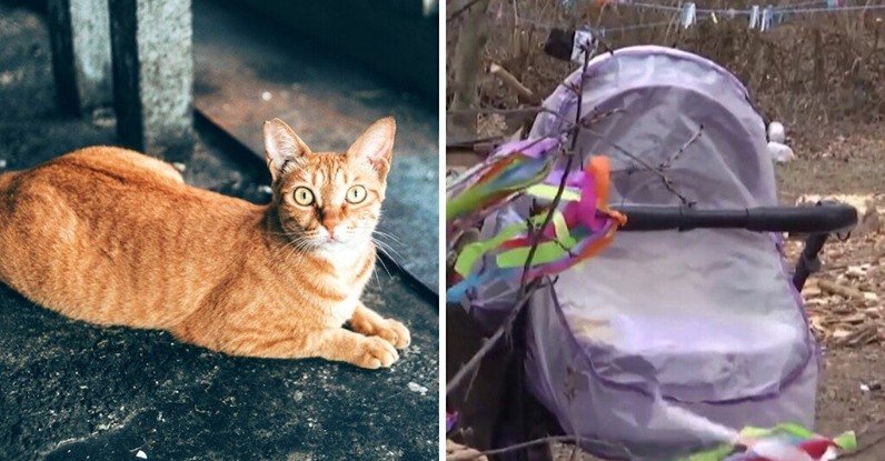 Gatto Si Arrampica Sul Passeggino Con Conseguenze Scioccanti La Madre Ha Realizzato La Tragica Situazione Troppo Tardi Donnaweb Net