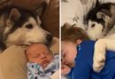 Il cane si avvicina al bambino che dorme – Ciò che farà ti scioglierà il cuore Il cane si avvicina al bambino che dorme – Ciò che farà ti scioglierà il cuore