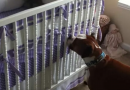 Il cane sente piangere il bambino: la sua reazione immediata ha già commosso il web Il cane sente piangere il bambino: la sua reazione immediata ha già commosso il web