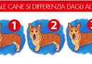 Riesci a trovare il cane diverso dagli altri? Hai solo 10 secondi! Riesci a trovare il cane diverso dagli altri? Hai solo 10 secondi!