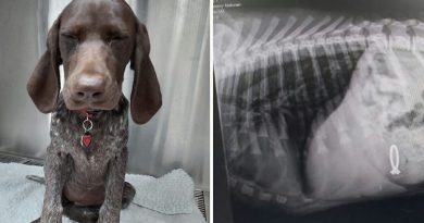 Il cane faticava a respirare – I raggi X mostrano qualcosa di inaspettato Il cane faticava a respirare – I raggi X mostrano qualcosa di inaspettato