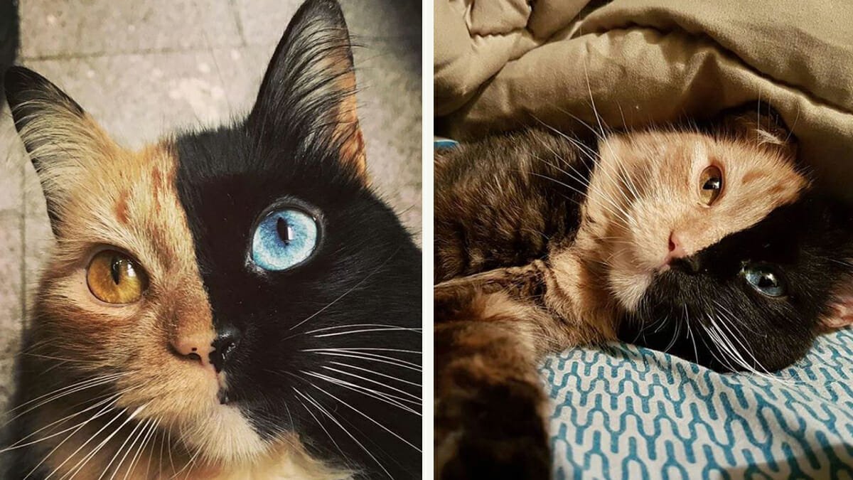 Il Mio Gatto Sembra Che Si Strozza