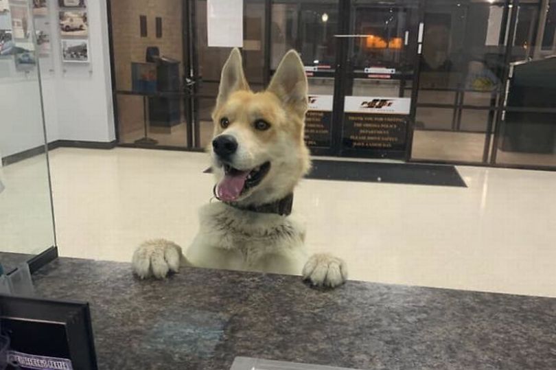 Il cane si perde e poco dopo si presenta alla stazione di polizia più ...