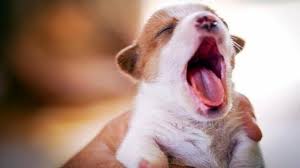 Risultato immagini per cane sbadiglia