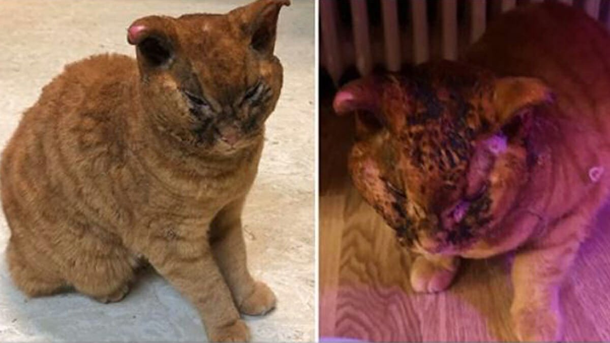 Gatto Che Appoggia La Testa Sul Padrone
