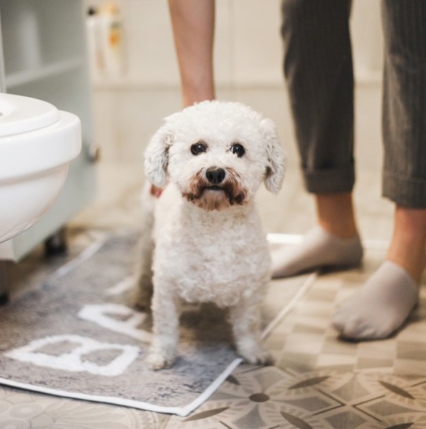 il cane ti segue in bagno?
