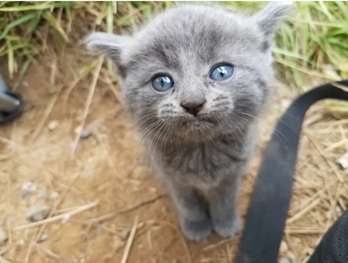 Gli occhi dolci del gattino randagio