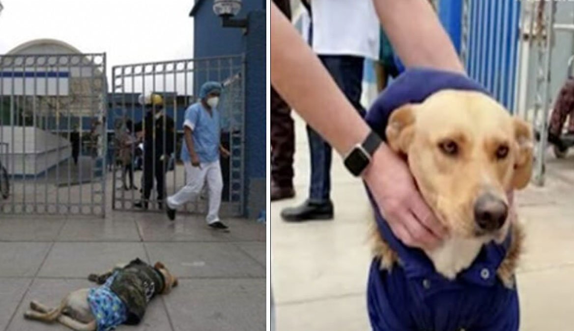 Il cane ha aspettato il suo padrone di fronte all'ospedale per tre ...
