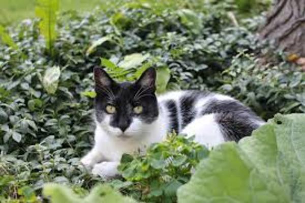 gatto in giardino