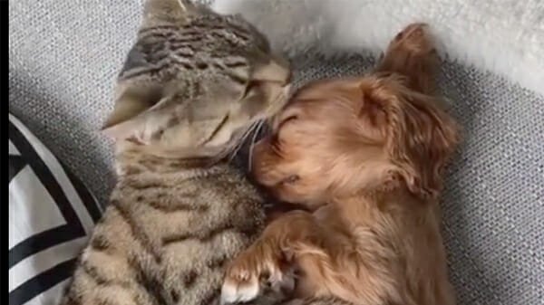 cani e gatti non si odiano, stanno insieme mentre dormono