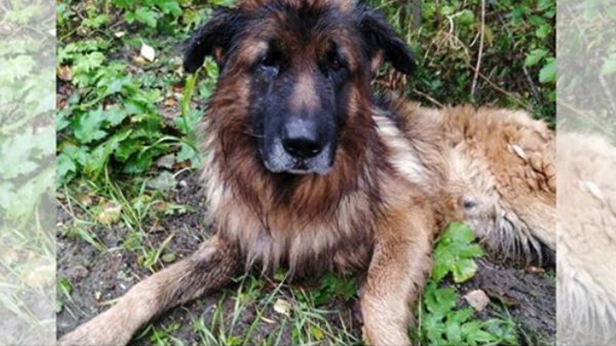 Il Padrone Senza Cuore Ha Seppellito Vivo Il Suo Cane Nel Bosco Il 