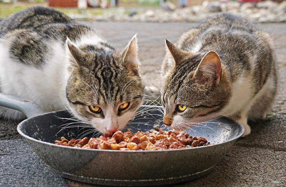Alimentazione Per Gatti Cibo Fatto In Casa O Cibo In Scatola Donnaweb Net