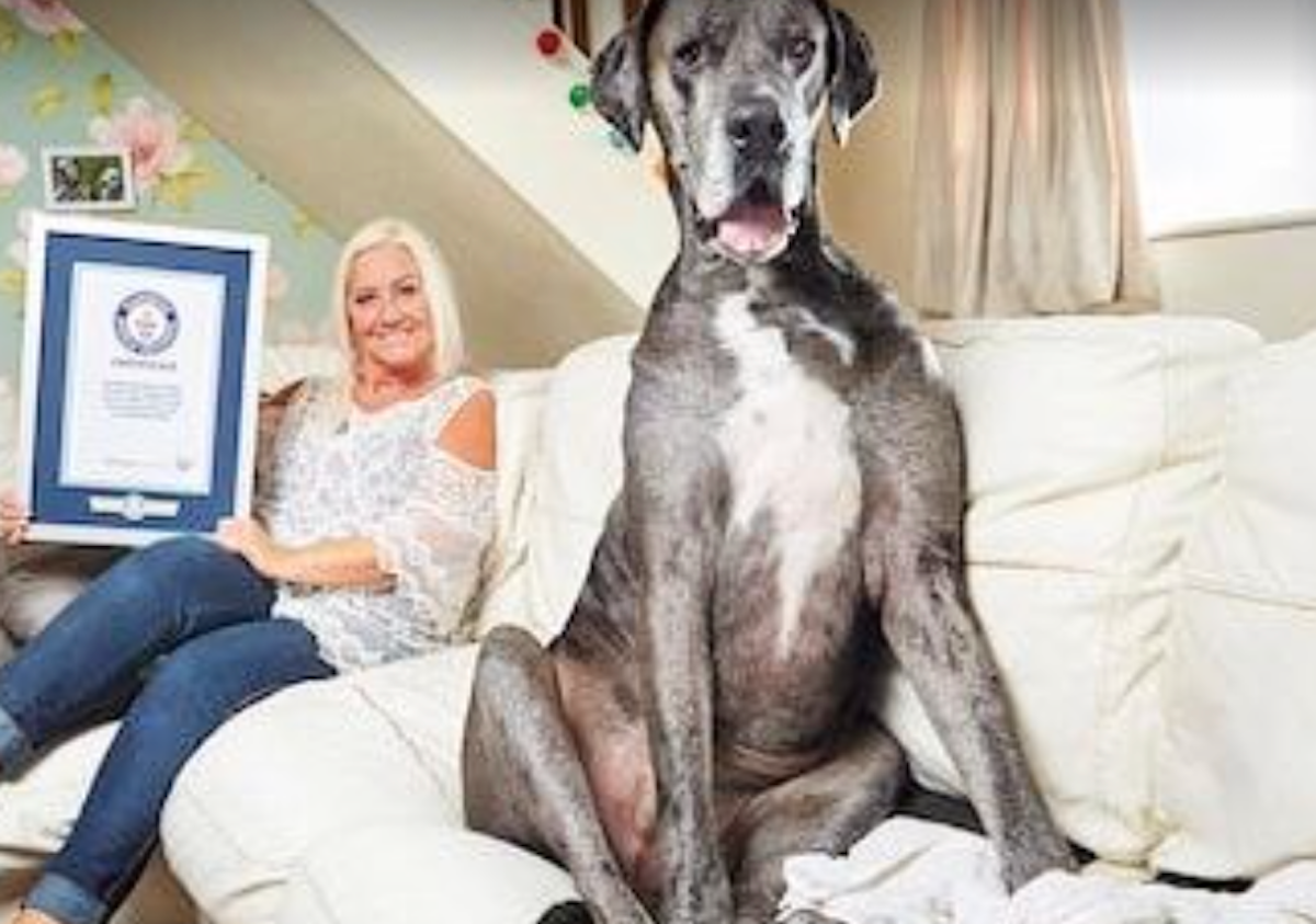 Il Cane Più Grande Del Mondo 2020